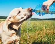 Department of Animal Services Offers Tips for Pet Owners on Hot Days