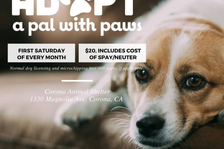 corona adopt a pal with paws