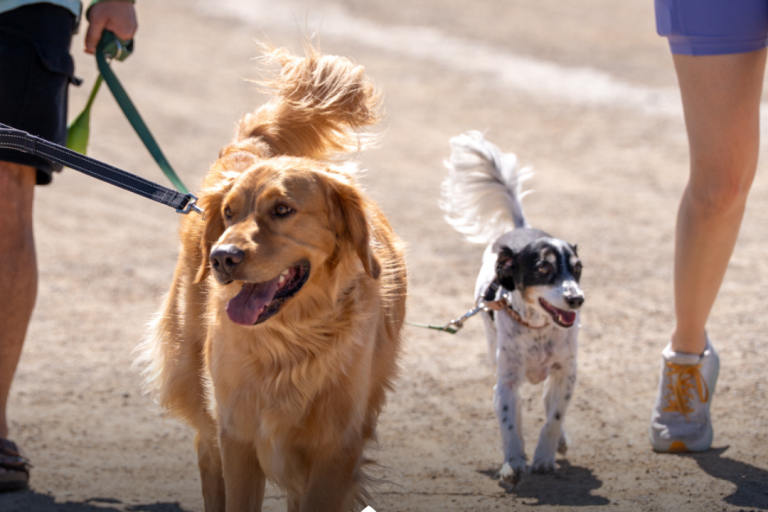 Lake Elsinore Pet Walk 