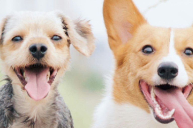 Corona Adopt a Pal with Paws