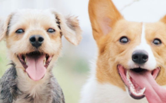 Corona Adopt a Pal with Paws