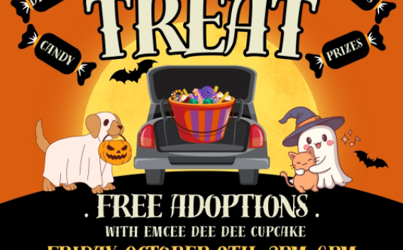 trunk or treat 