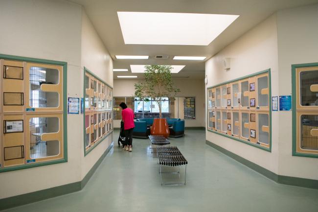 Riverside County Animal Shelter