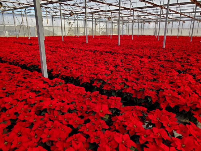 Altman's Nursery