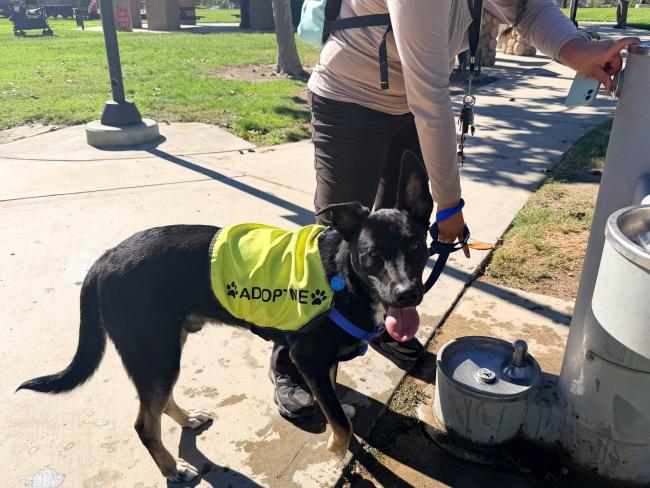 Barks & Brews