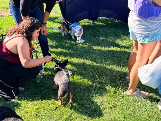 Barks & Brews