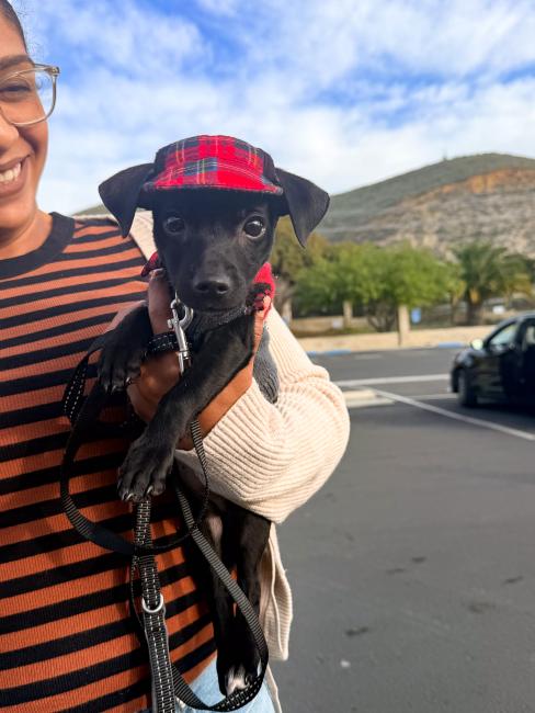 Warm Springs Dog Wellness Clinic