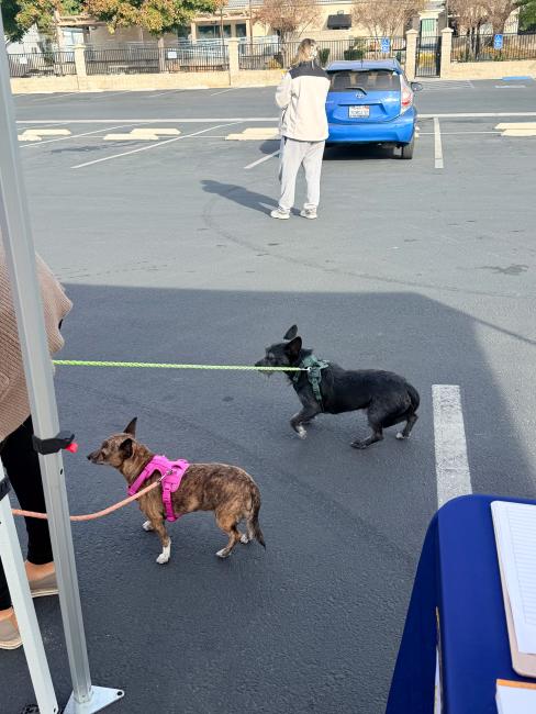 Warm Springs Dog Wellness Clinic
