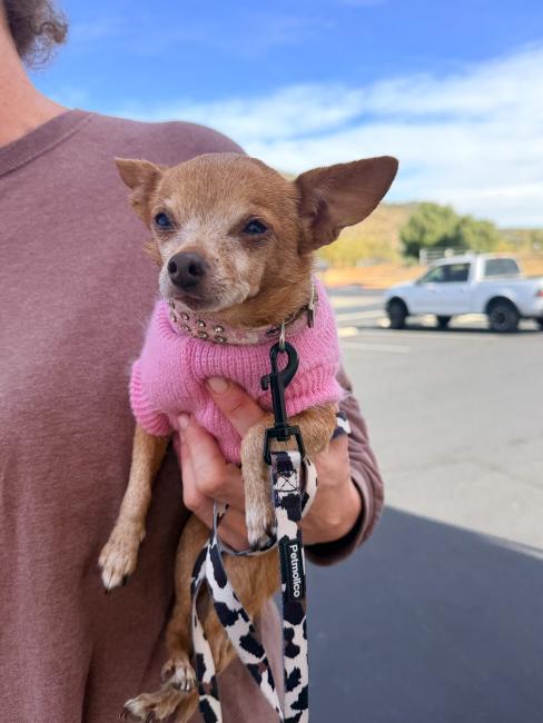 Warm Springs Dog Wellness Clinic