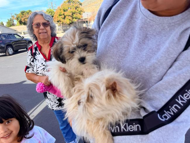 Warm Springs Dog Wellness Clinic