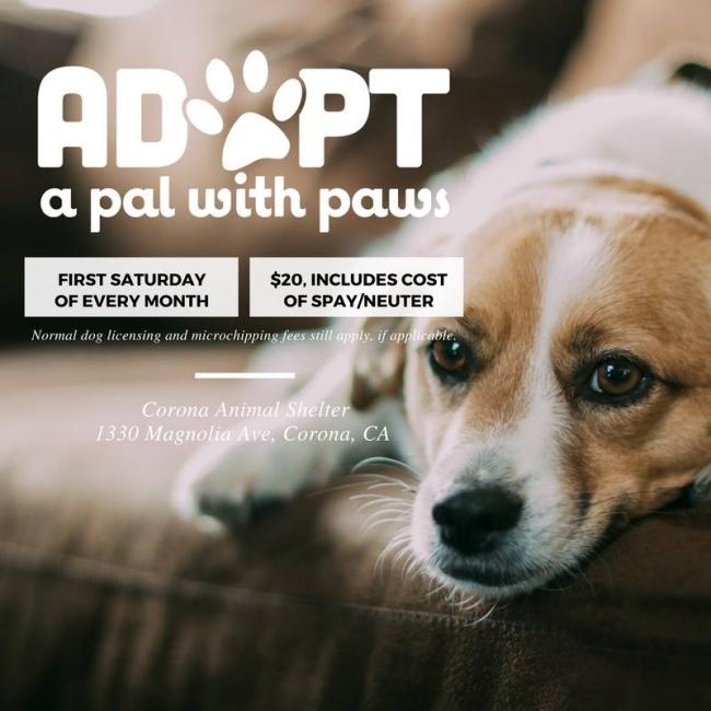 corona adopt a pal with paws