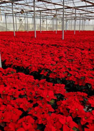 Altman's Nursery