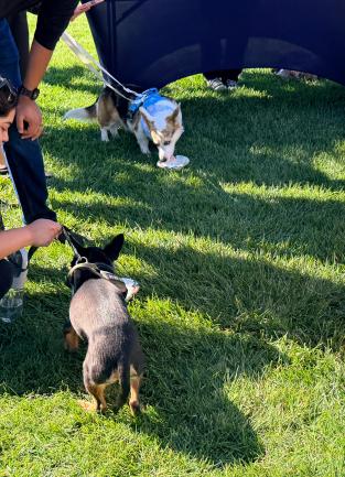 Barks & Brews