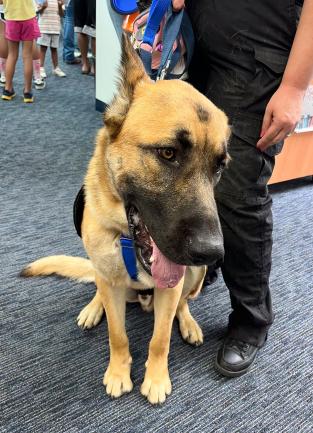“Read and Wag with the Mayor,”