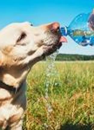 Department of Animal Services Offers Tips for Pet Owners on Hot Days